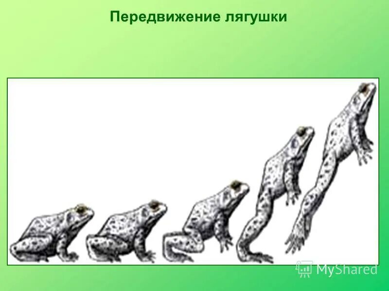 Органы движения у амфибий. Способ передвижения лягушки. Виды передвижения земноводных. Органы передвижения лягушки. Земноводные органы передвижения.