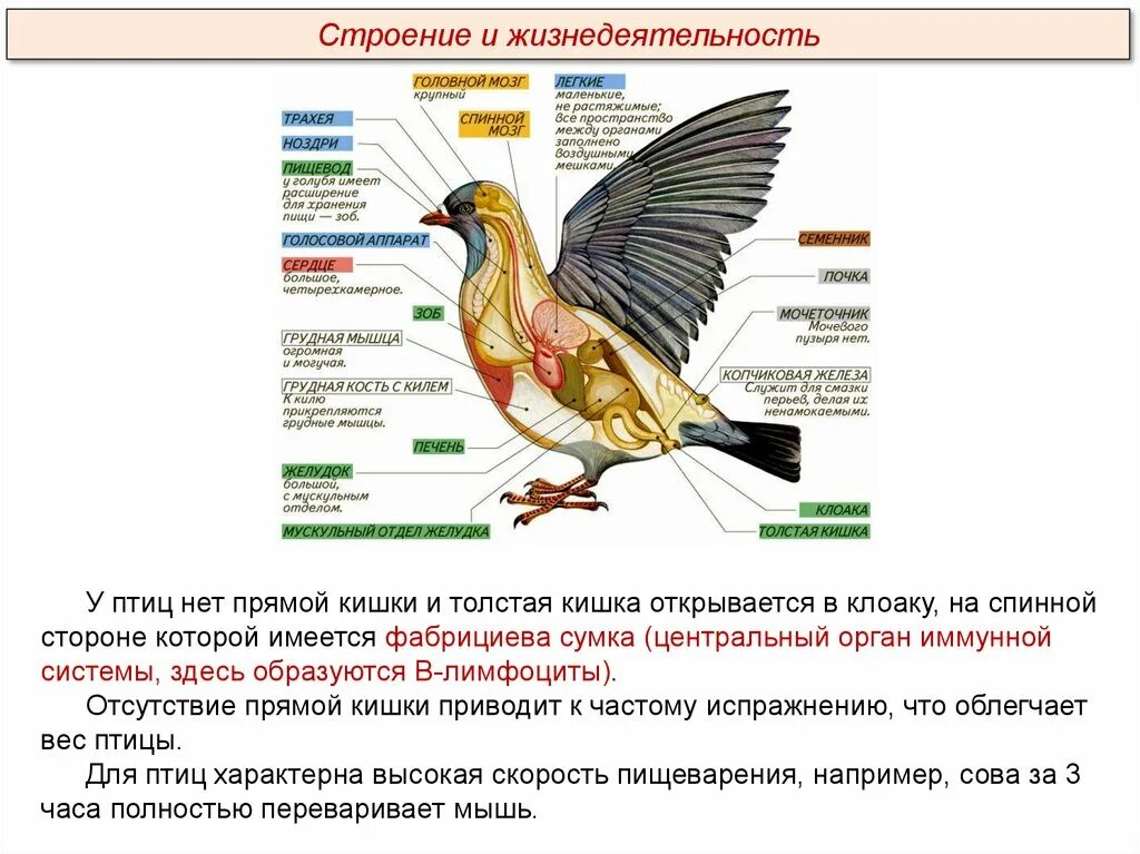 Что общего в организации птиц. Для современных птиц характерно. Фабрициева сумка у птиц. Что характерно для большинства современных птиц. Для птиц характерно отсутствие.