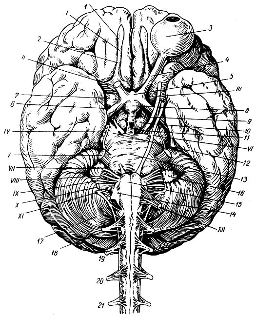 черепные нервы 2 пара чмн. 12 пар черепно-мозговых нервов строение. схема выхода черепных нервов. черепные нервы 12 пар. 12 черепно мозговых нервов анатомия.