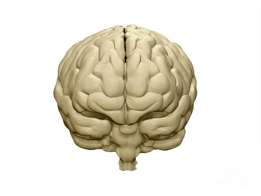 Мозг человека спереди. Мозг вид спереди.