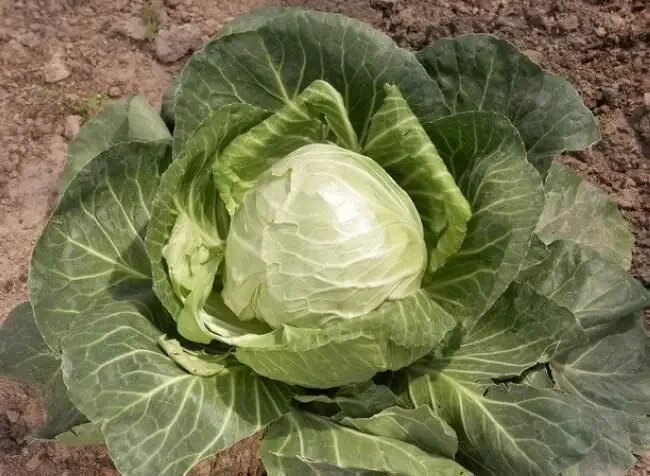 Купчиха сорт капусты отзывы. Карнаби капуста. капуста конусовидная сорта. капуста конусовидная название сорта. капуста коническая.