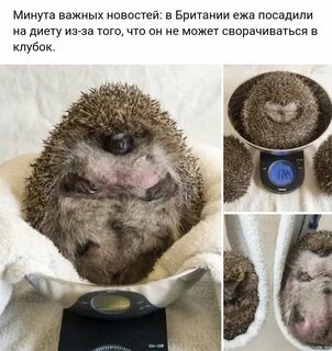 Посадите на диету