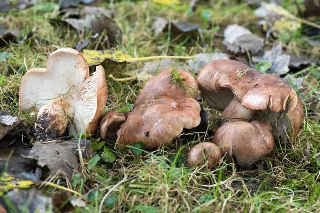 Фото грибов песочники