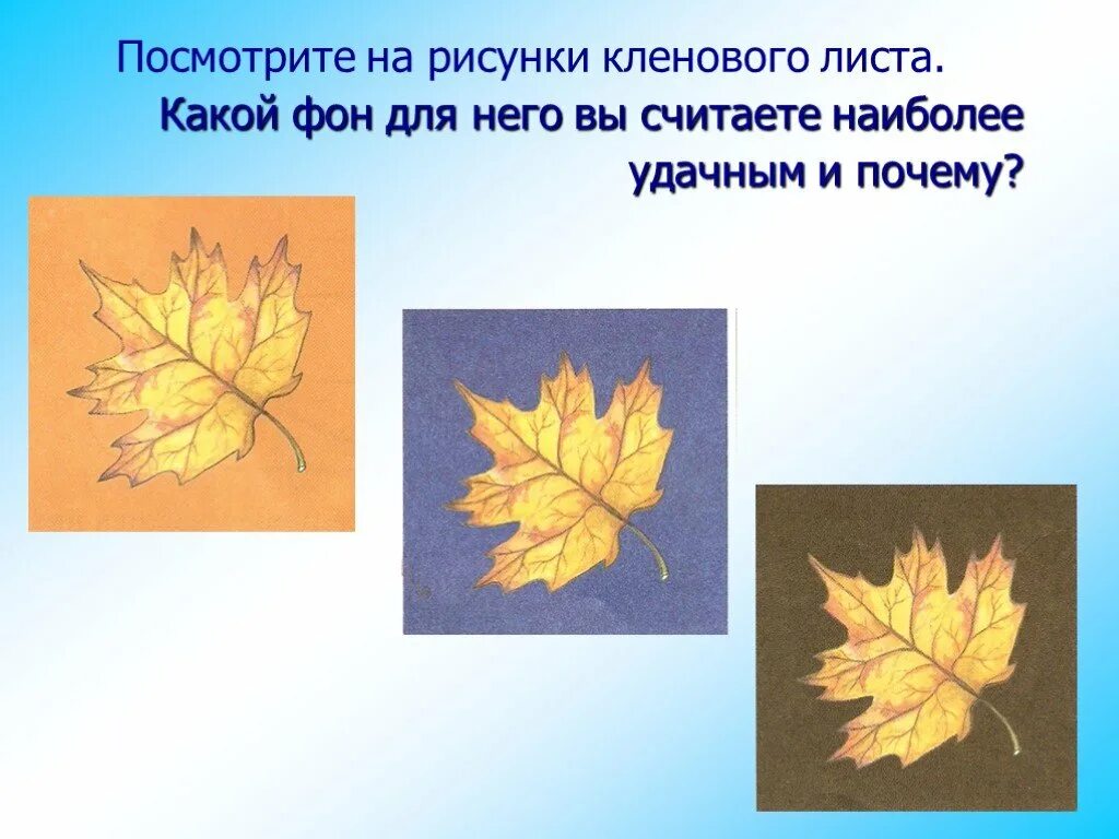 Какой процесс происходит в листьях клена днем. Разметка листьев клёна. художественная выразительность про листья осенью. из за чего листья клена могут быть разными. кривая на плоскости лист клена.