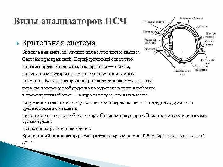 Анализ зрительных раздражений происходит в. Периферический отдел зрительного анализатора. зрительный анализатор виды. периферический отдел зрительной сенсорной системы. функции периферического отдела зрительного анализатора.