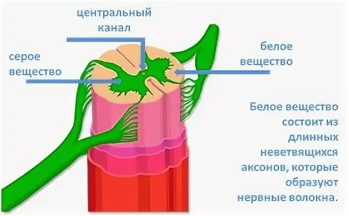 Центральный канал серого вещества
