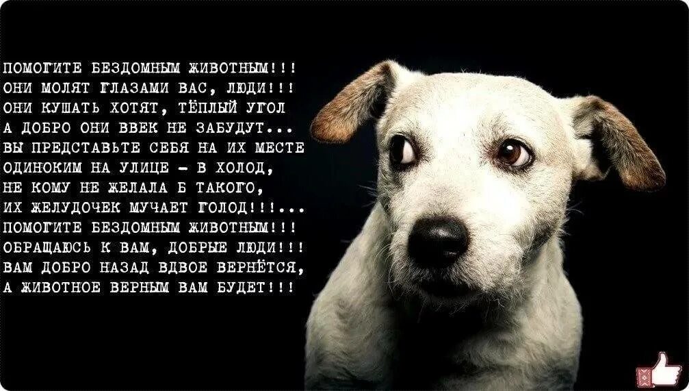 Спасение животных текст. Стихи про бездомных живот. стихи про бездомных животных. стихи про бездомных собак. цитаты про бездомных животных.