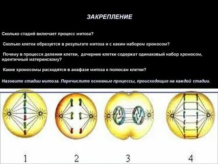 В результате какого процесса образуются структуры