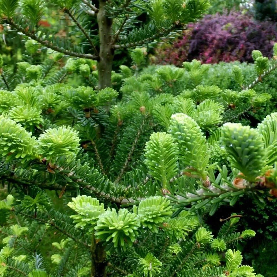 Растение пихта. Пихта корейская кореана. пихта корейская крона. ель abies koreana. пихта корейская abies koreana.