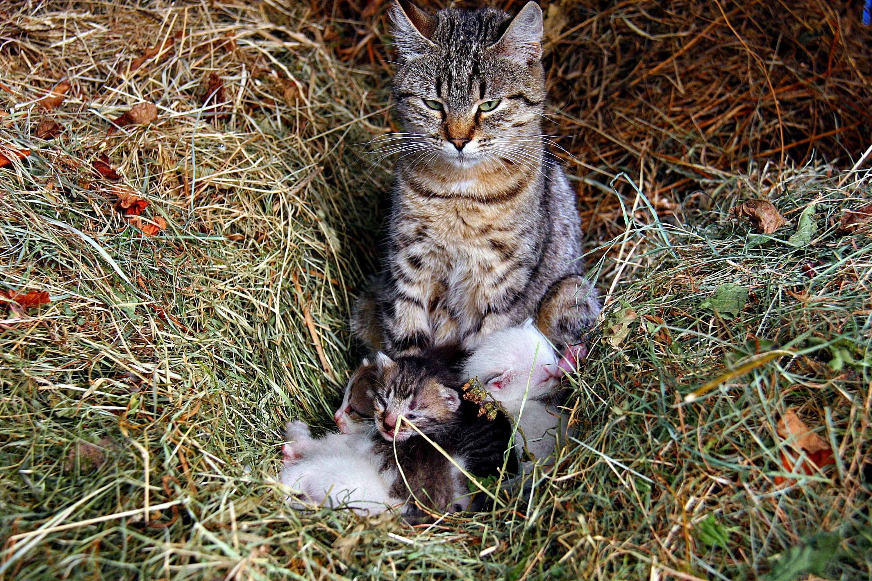 К чему снятся кошки женщине много. Кошка с котятами. Мама кошка. Фото кошек и котят.