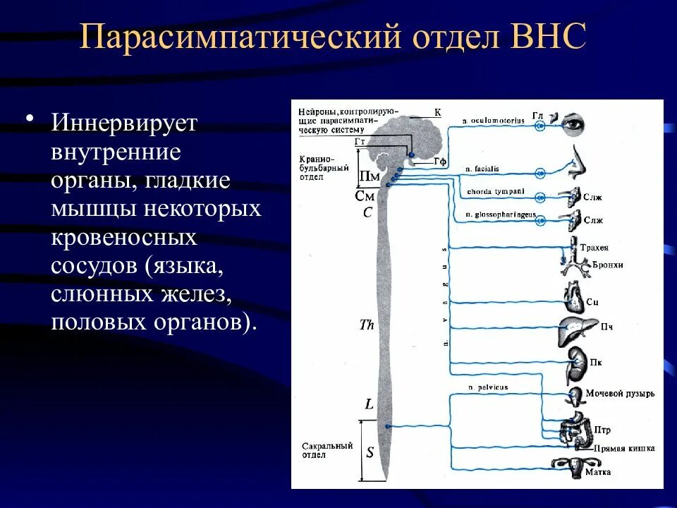 Иннервирует гладкие мышцы. Симпатическая и парасимпатическая нервная система. Центры парасимпатического отдела вегетативной нервной системы. Парасимпатическая нервная система потовые железы. Строение парасимпатического отдела ВНС.