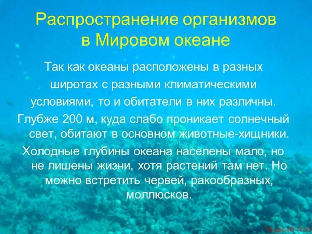 Сообщение жизнь в океане 6 класс кратко. Многообразие жизни в океане. жизнь в океане презентация. презентация на тему жизнь в океане. условия жизни в океане.