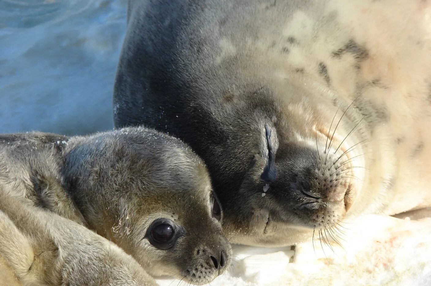 белёк детеныш нерпы. балтийская кольчатая нерпа. тюлень малыш. байкальская нерпа белек. белек нерпы.