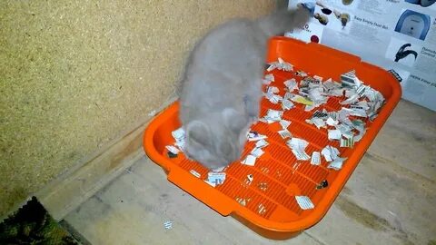 Как приручить к лотку