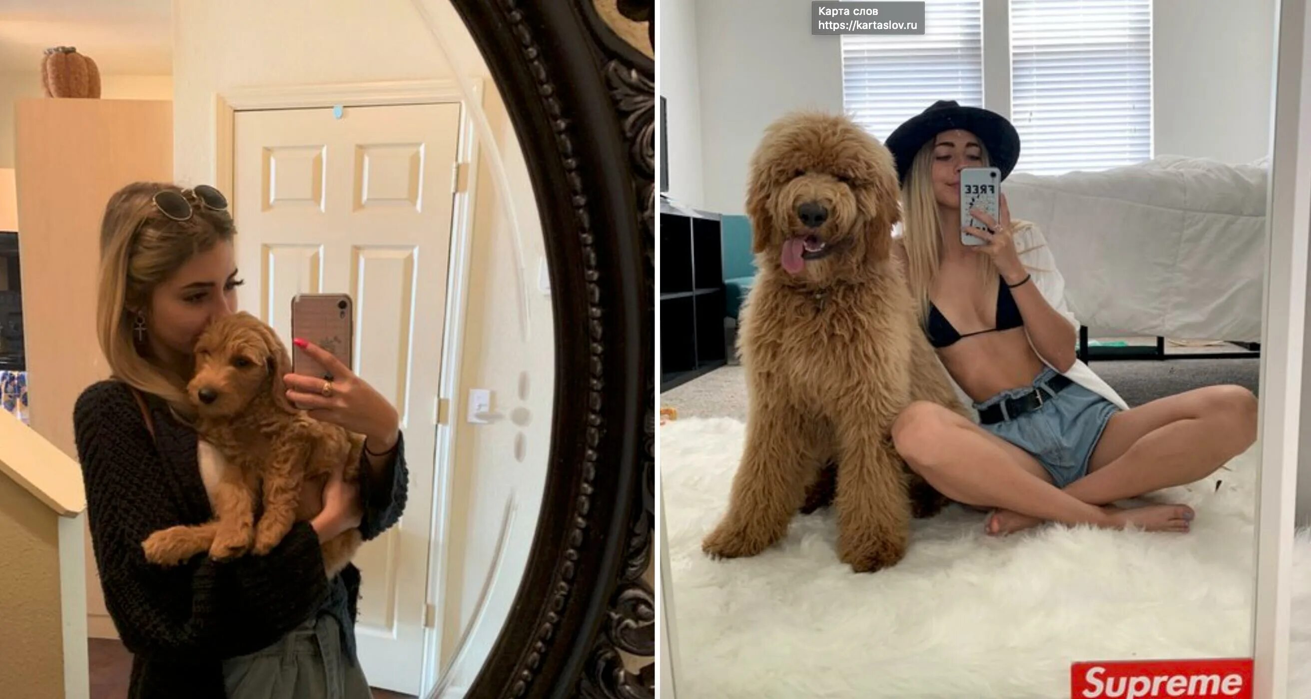 Девушка с большой собачкой. Фотосессия с собакой. Катрина доберман модель. Девушка и хаски. Красивая девушка с собачкой.