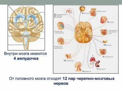 Сколько пар нервов отходит от головного мозга