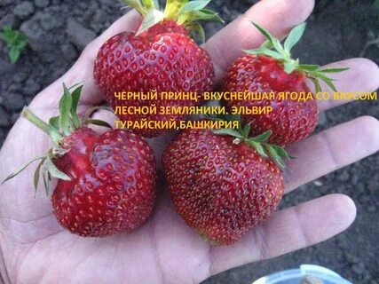 Клубника черный принц отзывы садоводов