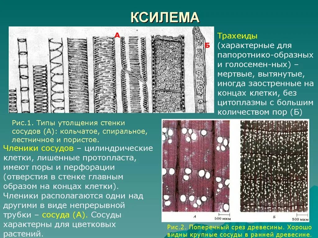 Клетки ксилемы живые. Проводящая ткань растений Ксилема и флоэма. Растительные ткани Ксилема флоэма. Сосуды трахеиды ситовидные трубки. Строение древесины Ксилема.