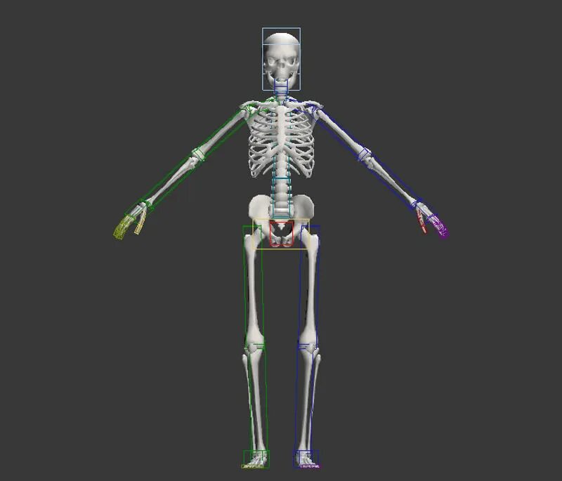 Скелет 3д. Скелет для моделирования. Скелет человека 3d модель. 3д моделирование скелета.