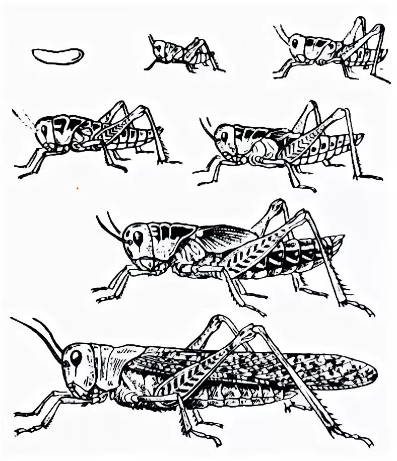 Какой тип развития характерен для саранчи. Стадии развития насекомых с неполным превращением отряд Прямокрылые. Кузнечик стадии Саранча. Прямокрылые Саранча строение. Саранча неполное превращение.