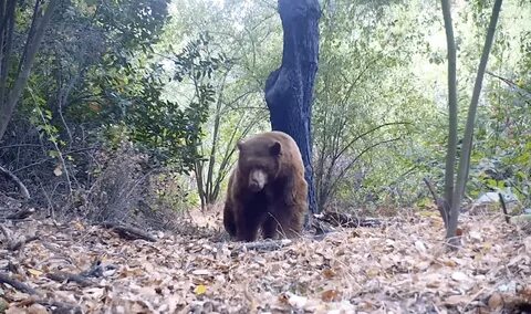Во время спячки лесного медведя