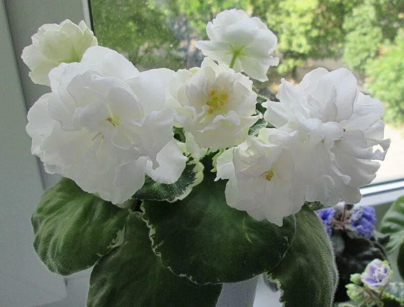 Фиалка жемчуг. Оs жемчуг исканий фиалка. Белая жемчужина фиалка. Щербаков). Белая жемчужина фиалка.