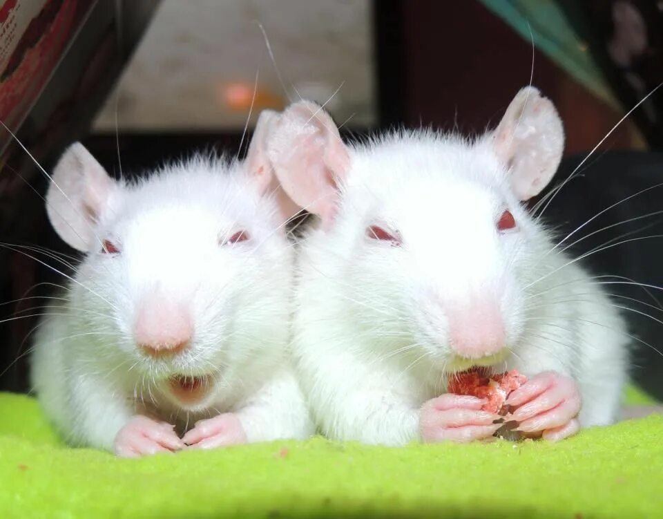 2 крыски белая и черная. Крыса дамбо белая с красными глазами. Крыса дамбо агути. Крысы домашние черные. Японская декоративная крыса.