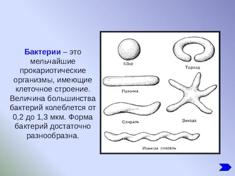 Формы бактерий. Форма тела бактерий. Различные формы бактерий. Разные формы бактерий. Сделайте вывод о разнообразии форм тела бактерий