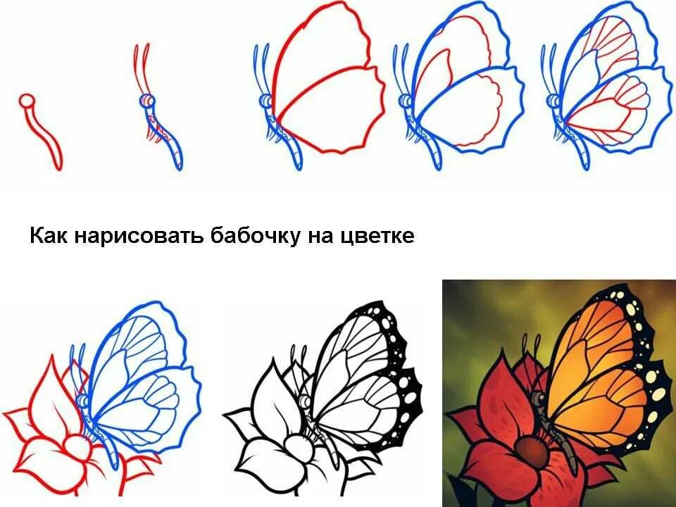 Что нарисовать быстро и красиво. Как нарисовать бабочку пошагово. Поэтапное рисование бабочки. Рисуем бабочку поэтапно. Бабочка рисунок поэтапно.