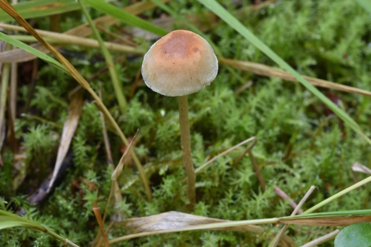 грибы беларусь фото. грибы беларуси. пластинчатые грибы в беларуси. Suillus ochraceoroseus. грибы беларусь фото.