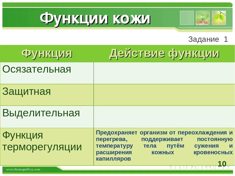 Выделительная функция кожи. Таблицу по строении и функции кожи.. Биология строение и функции кожи. Таблицы функции кожи защитная. Биология покровы тела строение и функции кожи