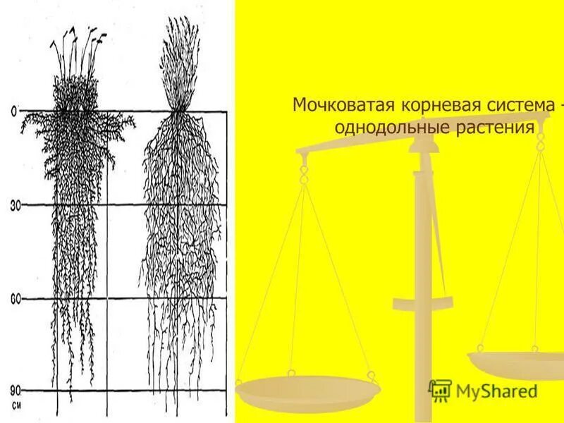 Растений имеют мочковатую корневую систему. Мочковатая корневая система. Растения с мочковатой системой. Растения с мочковатой корневой системой.