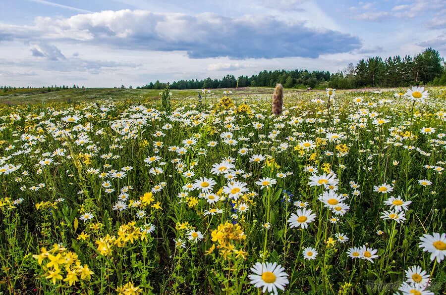 Поле ромашек. Ромашки картинки. Ромашка цветы. Ромашковый мир. Природа поле ромашки.