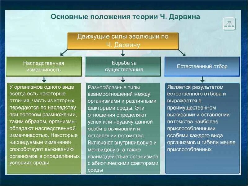 Эволюционное положение. Эволюционное положение
