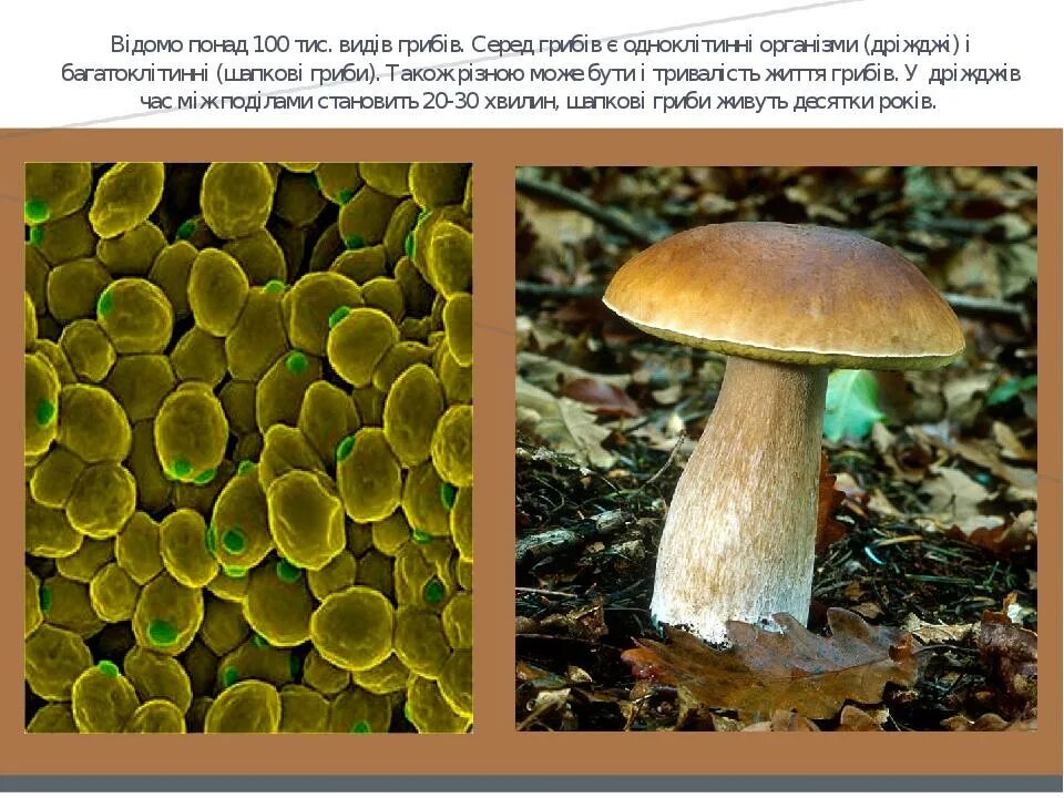 В яких середовищах можуть жити гриби. Грибит. Презентація до уроку на тему дріжджі-одноклітинні гриби. Яка будова одноклітинних та багатоклітинних грибів.