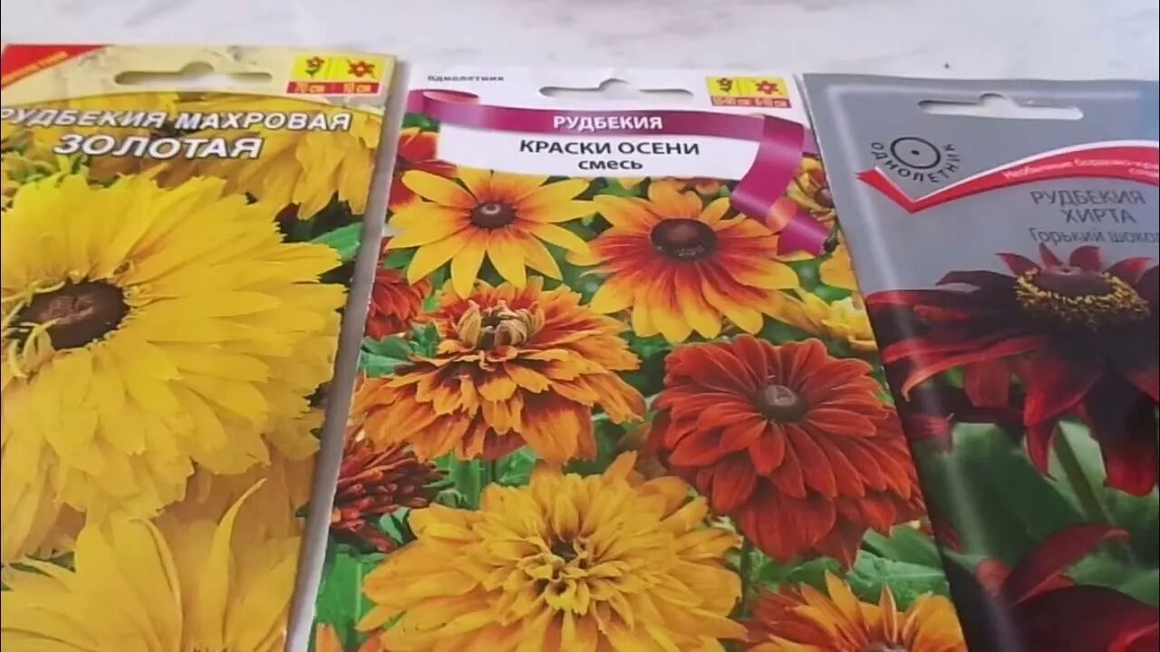 Как посеять рудбекию: найдено 90 изображений