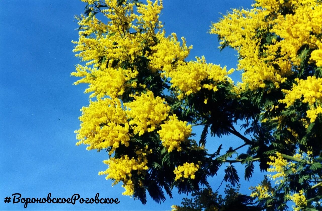 Акация подалириелистная (acacia podalyriifolia). Акация серебристая мимоза. Акация dealbata. Акация серебристая мимоза. Мимоза акация серебристая горшечная.