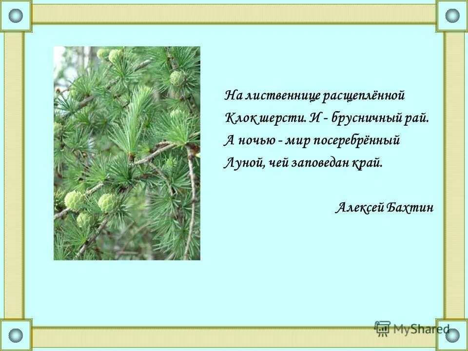 Что общего у голосеменных растений и мхов. Голосеменные и папоротникообразные. 5 интересных фактов о голосеменных растениях. Что общего у голосеменных растений и мхов. Что общего у голосеменных растений и мхов.