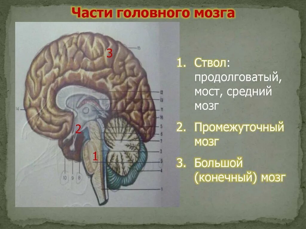 Части моста мозга. Продолговатый мозг варолиев мост средний мозг. Ствол мозга продолговатый задний средний промежуточный мозг. Продолговатый задний средний промежуточный конечный мозг. Ствол головного мозга: средний мозг, мост, продолговатый мозг;.