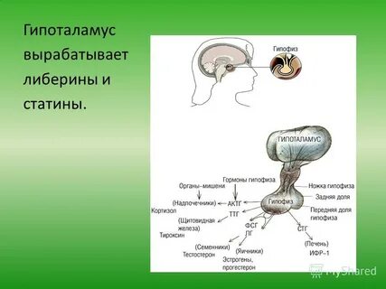Гипофиз печени