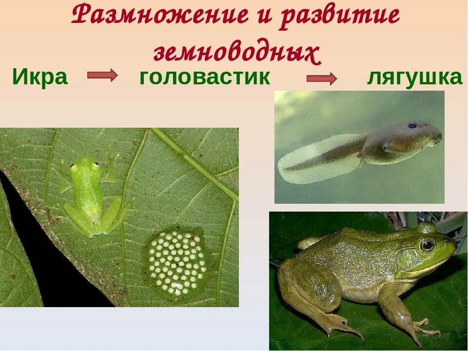 Развитие головастика земноводных. Размножение земноводных головастик. Развитие лягушки икра головастик лягушка. Строение икринки амфибии. Озёрная лягушка размножение.