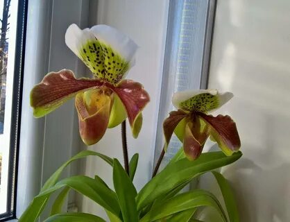 Paphiopedilum x nitens