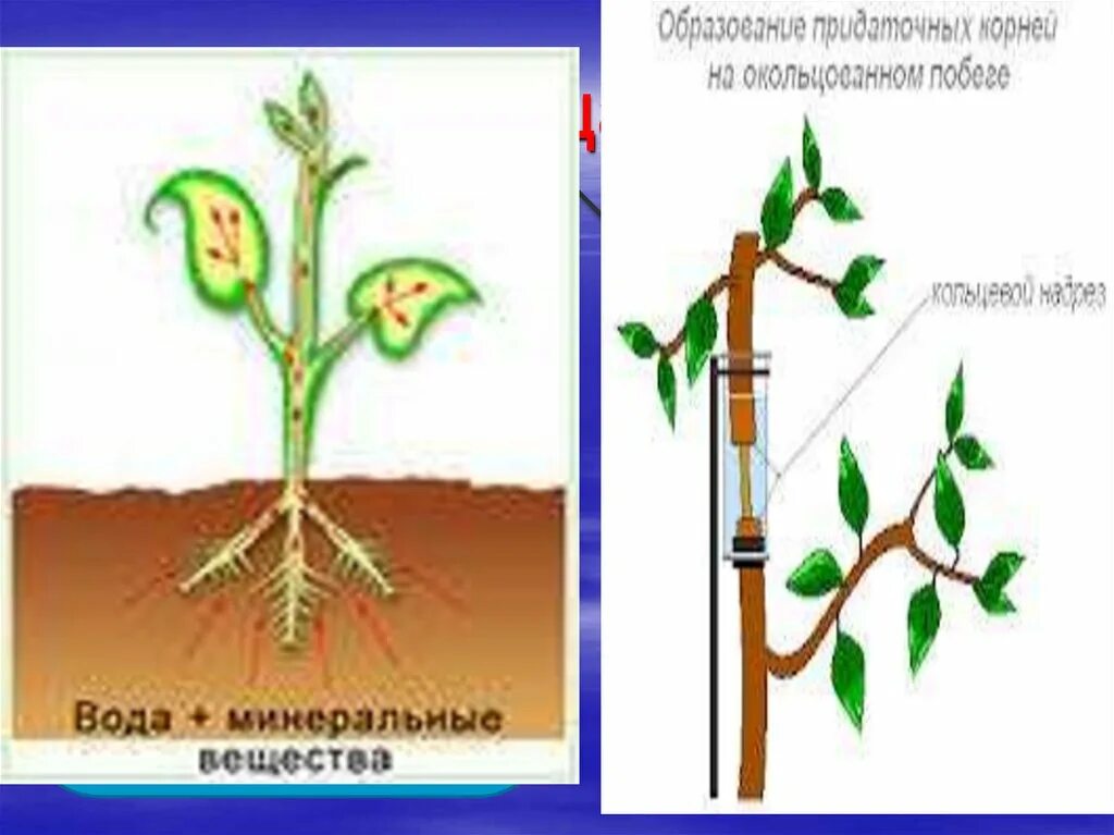 Транспорт воды и Минеральных веществ в корнях. Передвижение воды и питательных веществ в растении. Транспорт воды в растении. Путь передвижения воды по растению. Лабораторная работа по биологии передвижение воды