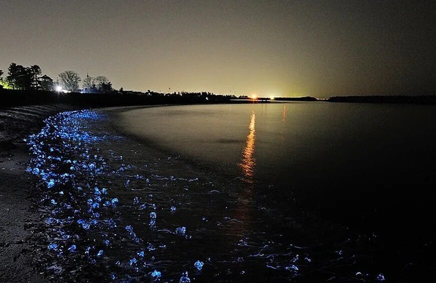 Когда фосфорится море в крыму. Азовское море фосфориться. фосфорится море азовское. светящийся планктон на азовском море. море фосфорится в крыму.
