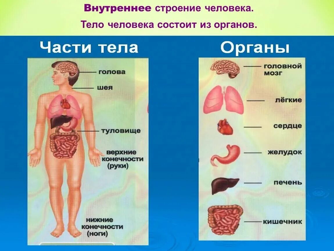 Организм человека окружающий мир 3 класс тест. Внутреннее строение организма человека. Строение тела человека внутренние органы. Строение туловища человека внутри. Оргенез человека.