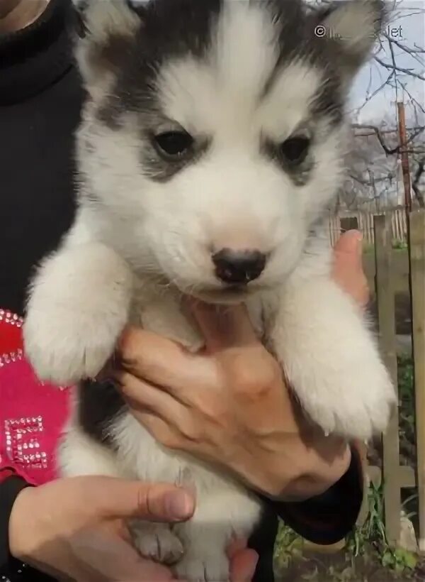 Хаски ангел. Хаски ангел. Собака ангел арт. Собака с крыльями. Хаски ангел.