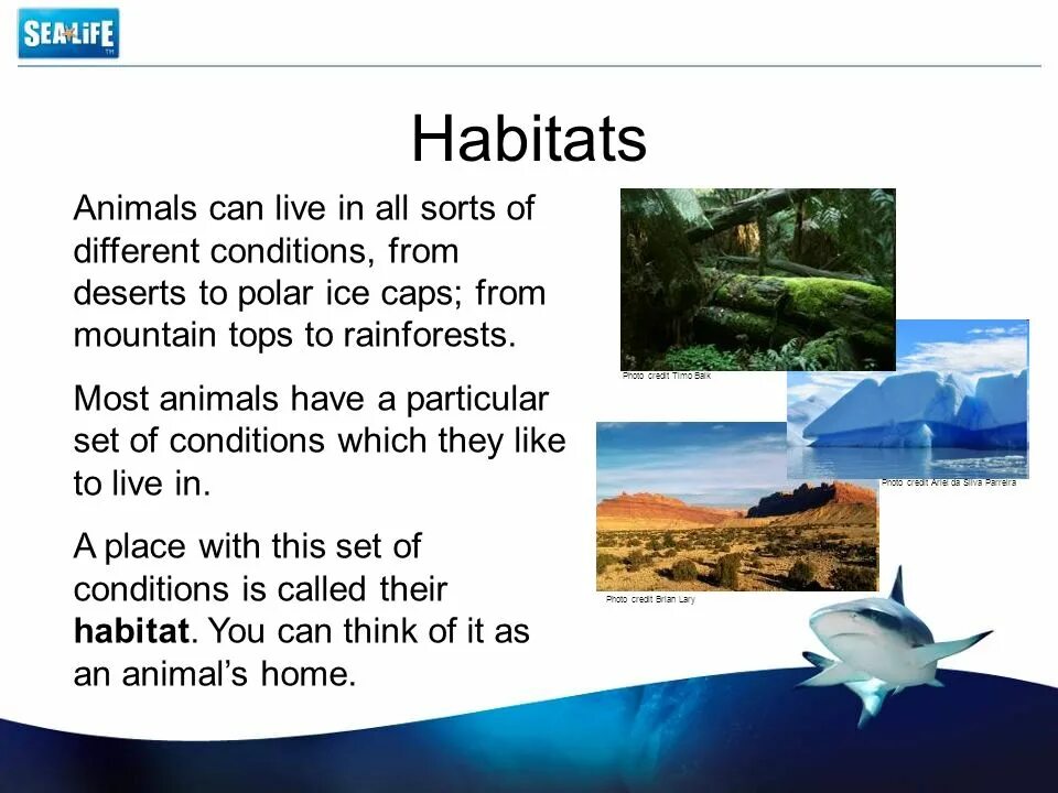 Habitats на английском. Habitat перевод. Different animal Habitats. Habitats for animals.