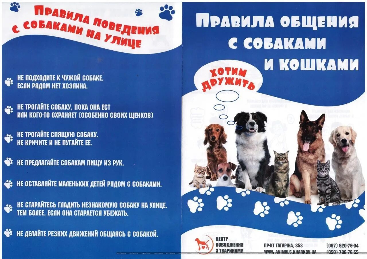 Памятка обращения с бездомными животными. Правила поведения при встрече с бездомными собаками. Как вести себя при встрече с собакой. Как вести себя с собаками. Правила поведения с собаками.