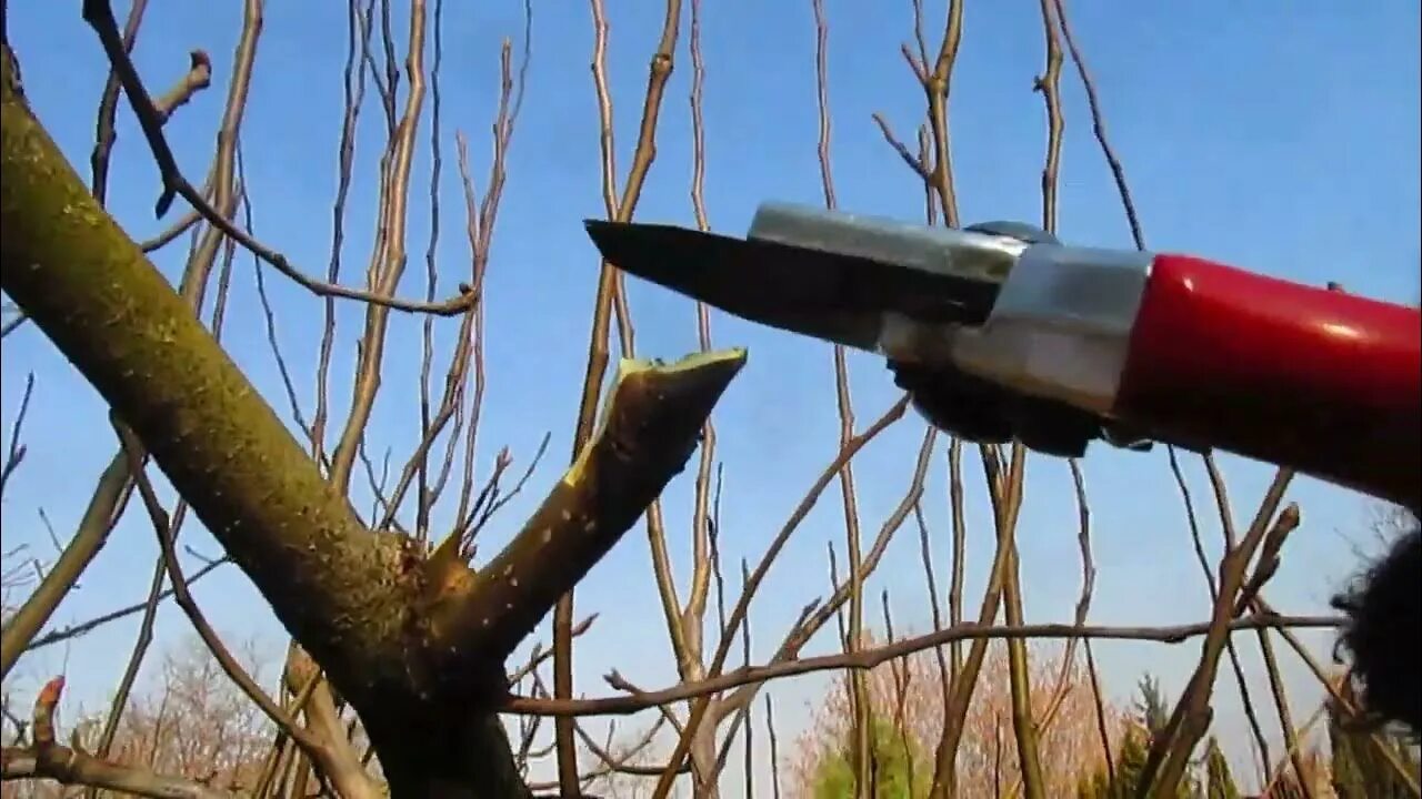 Как обрезать грушу растущую вверх. Как обрезать грушу растущую вверх