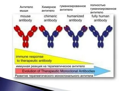 Гуманизированные антитела